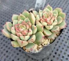 みったん様 リクエスト 3点 まとめ商品