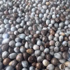 数珠玉 500g