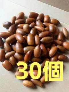 どんぐり　マテバシイ　30個