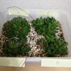 ぴすけ様 リクエスト 2点 まとめ商品