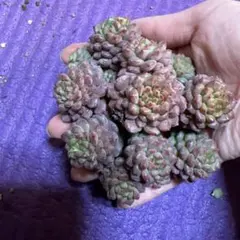 a-i…＊プロフ必読＊様 リクエスト 2点 まとめ商品