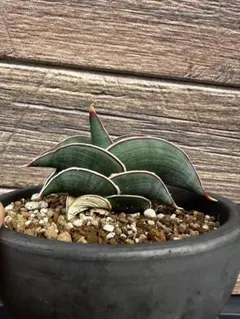 S-87 超希少！小さめ サンスベリア ロリダ 斑入り ベアルート メルカリ便 S-87 超希少！小さめ サンスベリア ロリダ 斑入り ベアルート