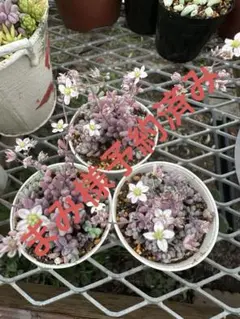 多肉植物 パープルヘイズ - メルカリ