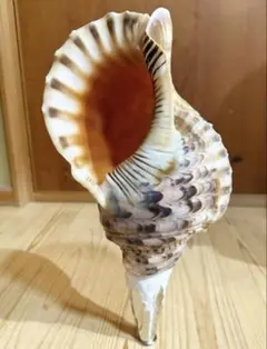 美品 法螺貝 直線36.7cm 蓋付 天然そのまま色 - メルカリ