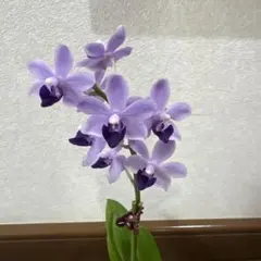 レア❗️胡蝶蘭♡紫式部♡3号♡お鉢ごとメルカリ便のサムネイル