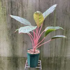 2025年最新】大株 アグラオネマの人気アイテム - メルカリ