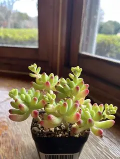 多肉☆乙女心・抜き苗・大きめ