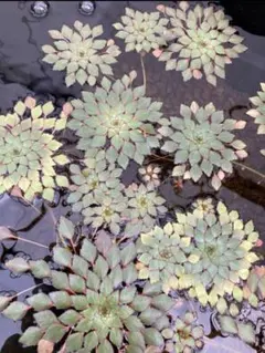 H.d様 リクエスト 2点 まとめ商品