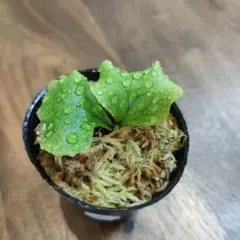 ビカクシダ マダガスカリエンセ 胞子培養株 幼苗 - メルカリ