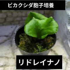 2026年最新】ビカクシダNanoの人気アイテム - メルカリ