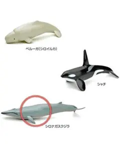 立体図鑑　カロラータ　マリンママル ボックス フィギュア　シロナガスクジラ