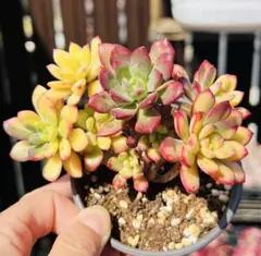 2026年最新】多肉植物 ミニベル錦の人気アイテム - メルカリ