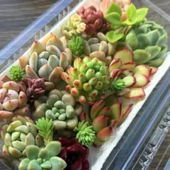 NEW❗️【レア種】花火大苗入り　多肉植物詰め合わせ　カット苗多肉弁当❣️