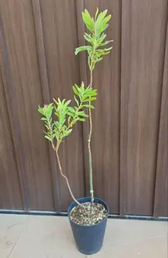 プロテア　ネリーフォリア　鉢植え　苗のサムネイル