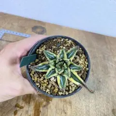 2025年最新】アガベ 笹の雪 氷山の人気アイテム - メルカリ