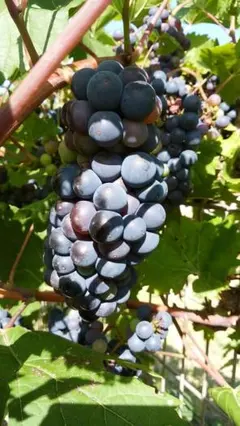 2026年最新】山葡萄 蔓の人気アイテム - メルカリ