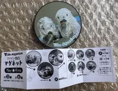 ファイン凹凸　マグネット　ラッコ　メイキラ　メイちゃん　キラちゃん　（大）