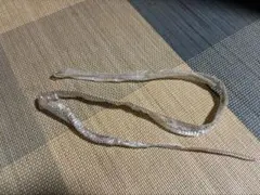 蛇の抜け殻 爬虫類 脱皮殻のサムネイル