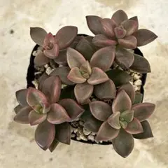 あーばば様 リクエスト 3点 まとめ商品