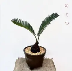 ソテツ葉.メルカリ便.25日まで.本日お値下げ. 2025年最新】蘇鉄の人気アイテム - メルカリ