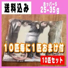 冷凍ラット アダルトM (100~120g) 10匹＋オマケ1匹 - メルカリ