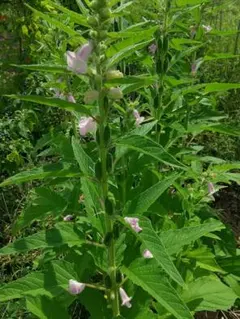 i様 リクエスト 3点 まとめ商品