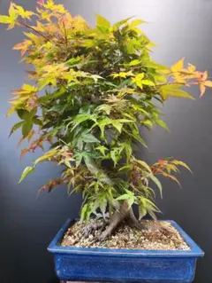 2025年最新】出猩々もみじの人気アイテム - メルカリ