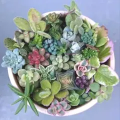 多肉植物 カット苗詰め合わせ 30種類 30本