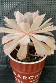 フィレンツェ錦 Echeveria Firenze - メルカリ