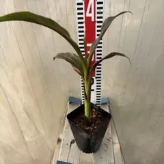 2025年最新】Musa nonoの人気アイテム - メルカリ