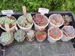 お得❗多肉植物セット　BeeHouse　サボテン相談室　多肉アン　エケベリアのサムネイル