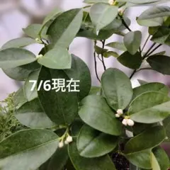 ☀【仏手柑斑入り取り木苗】 整理特価販売 取り木2年苗 双幹苗です