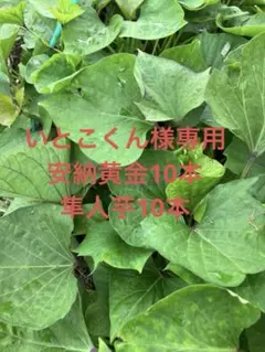 いとこくん様専用　安納黄金、隼人芋（にんじん芋）苗10本＋αずつ