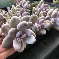 2026年最新】星美人 多肉の人気アイテム - メルカリ