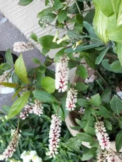 AKKA様 リクエスト 2点 まとめ商品