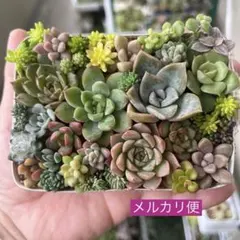 多肉寄せ植え カット苗 詰め合わせ ちまちま弁当 J
