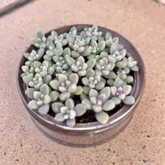 「そのまま飾れる」　姫秀麗　多肉植物　寄せ植え　セダム