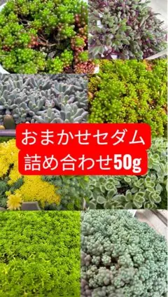 多肉植物 根付き抜き苗 5ポットセット - メルカリ