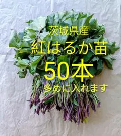 紅はるか切り苗 1000本 茨城県産 PVP付き　サツマイモ苗　大口対応可 紅はるか切り苗50本 PVP さつまいも苗 サツマイモ苗 - メルカリ