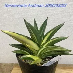 サンスベリア ジュピター Sansevieria Jupiter - メルカリ