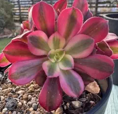 2025年最新】アエオニウムの人気アイテム - メルカリ