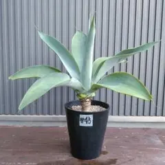 アガベ吉祥天（agave parryi var.huachucensis)#32 - メルカリ