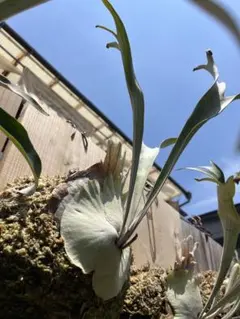 P.Veitchii Wild Australia Pup②【年末年始限定】 P. Veitchii wild Australia ベイチー ビカクシダ