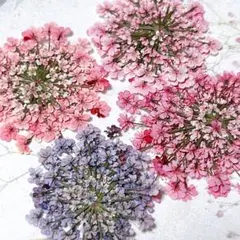 押し花素材＊レースフラワー　大サイズ35