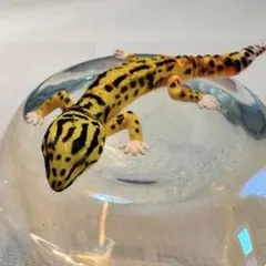 レオパ 海洋堂 チョコエッグ ヒョウモントカゲモドキ フィギュア 爬虫類のサムネイル