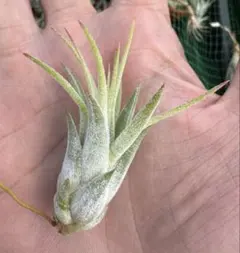 チランジア ベストインクラス Tillandsia - メルカリ