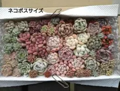 多肉植物ネコポスサイズ カット苗詰め合わせ