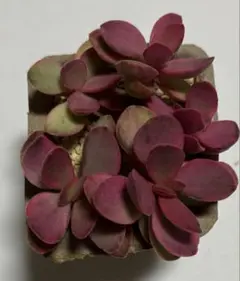 オークション 現品☆ブリッドブリアナ錦綴化② 多肉植物 韓国苗