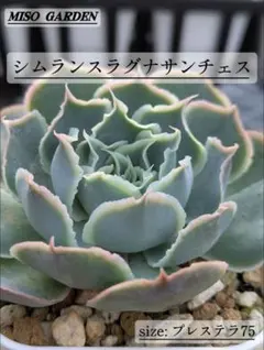 ちる様 リクエスト 2点 まとめ商品