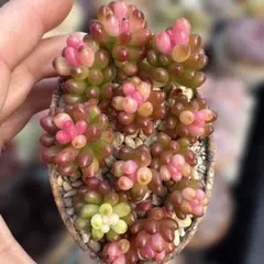 コタママ様 リクエスト 3点 まとめ商品 1523-50=1473